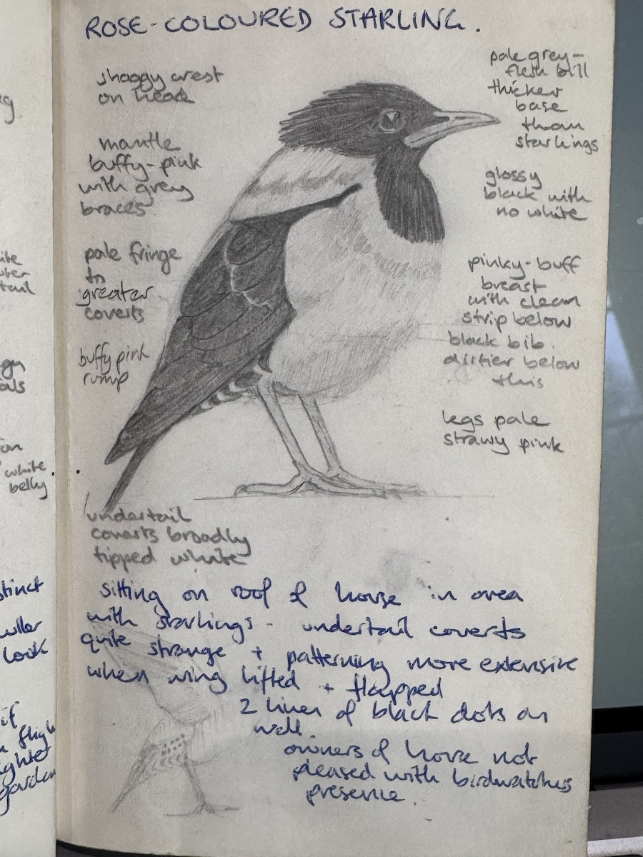 Rosy Starling - ML630684867