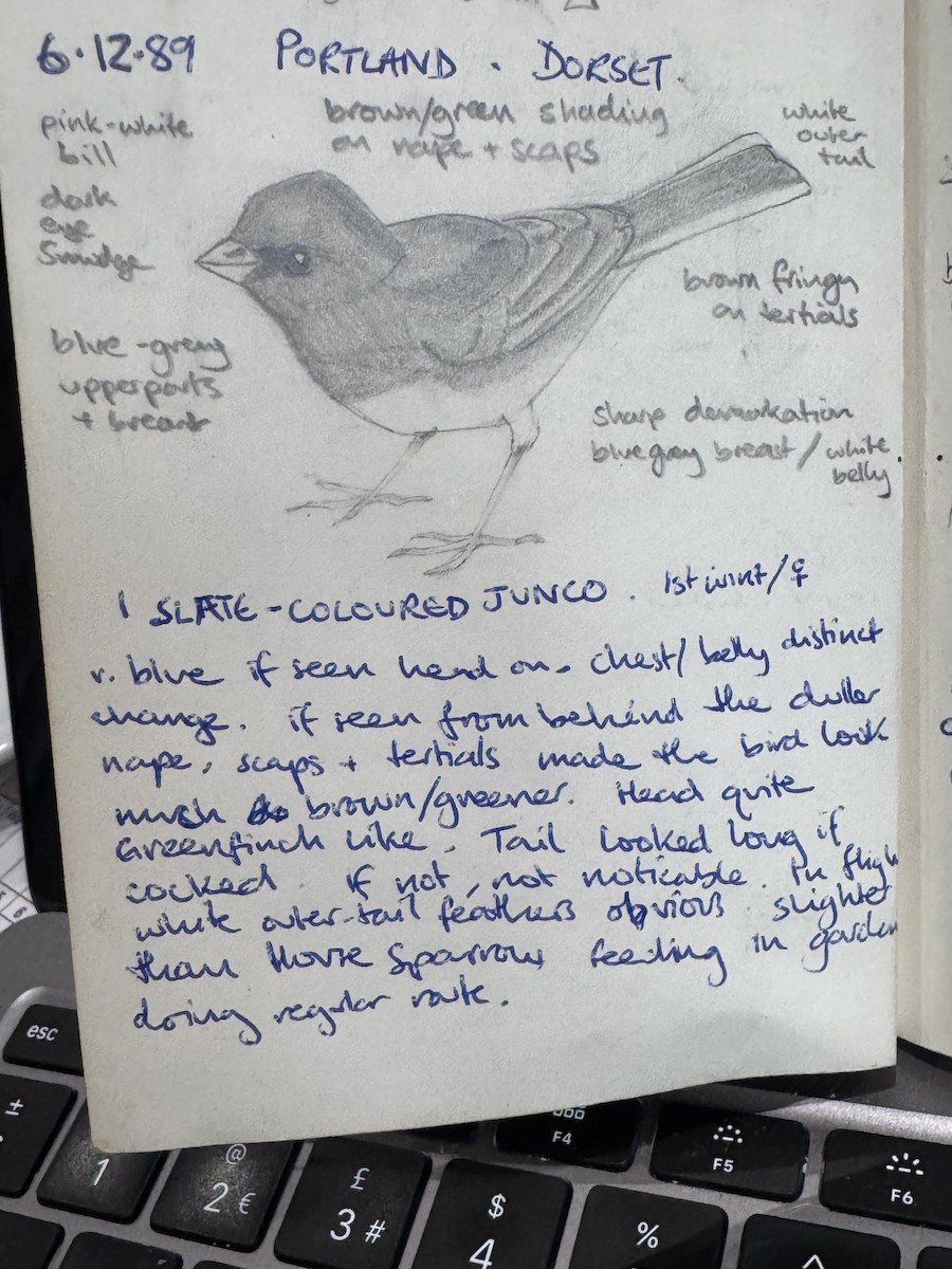 Dark-eyed Junco - ML630684873