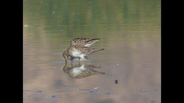 Pectoral Sandpiper - ML630685138