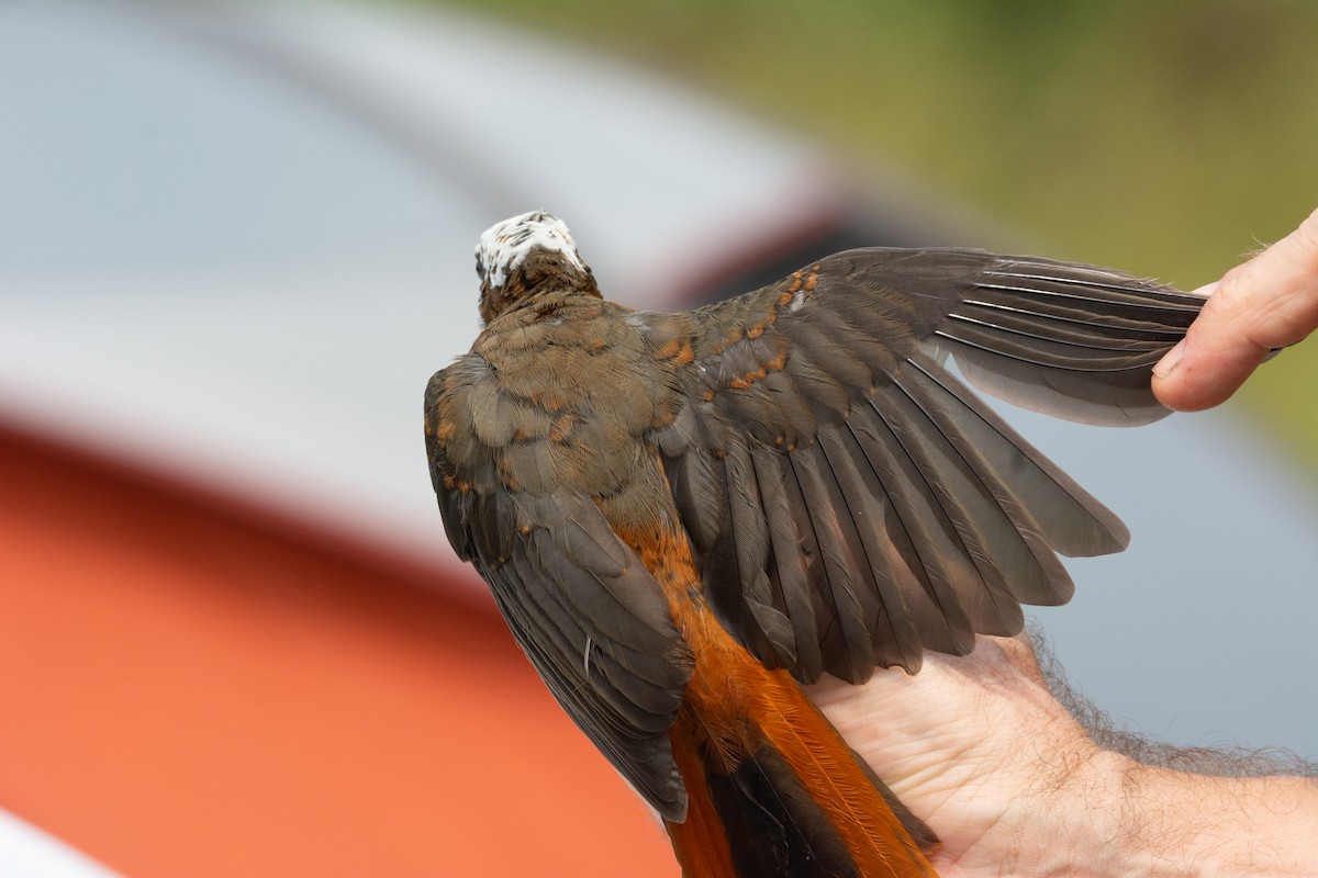 White-headed Robin-Chat - ML630685171
