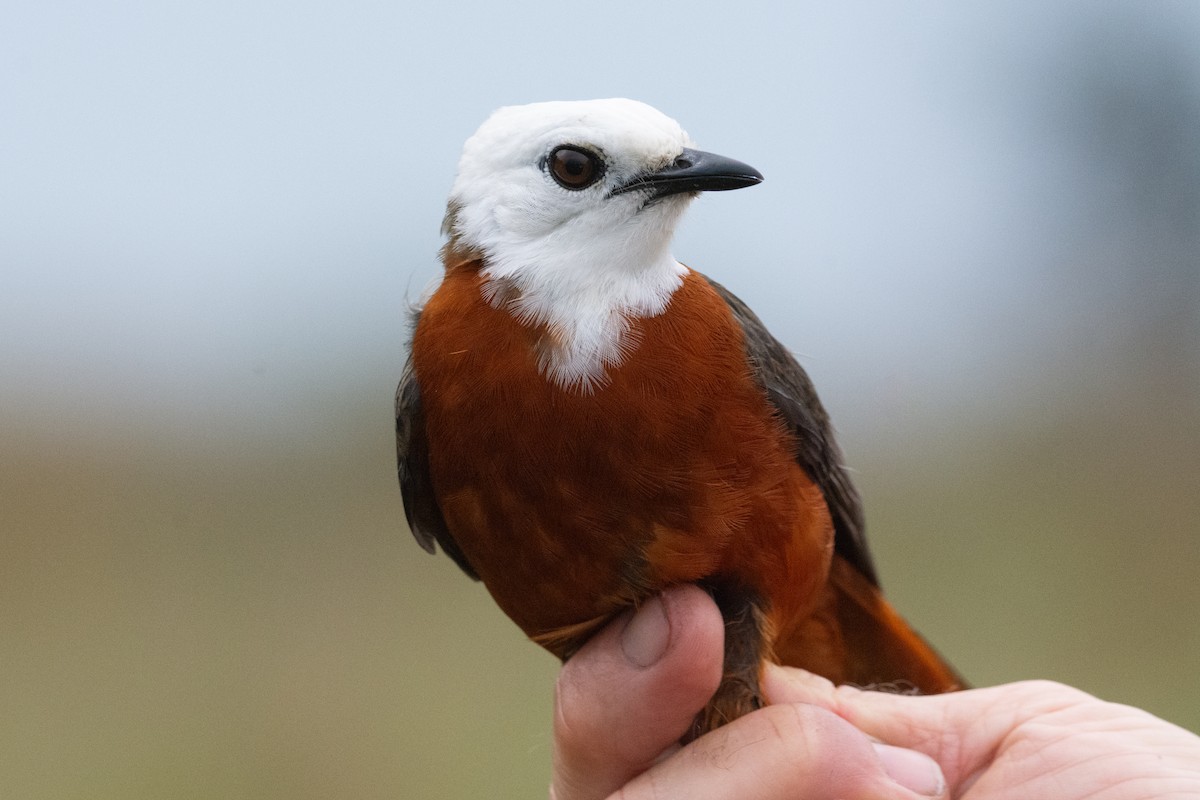 White-headed Robin-Chat - ML630685172