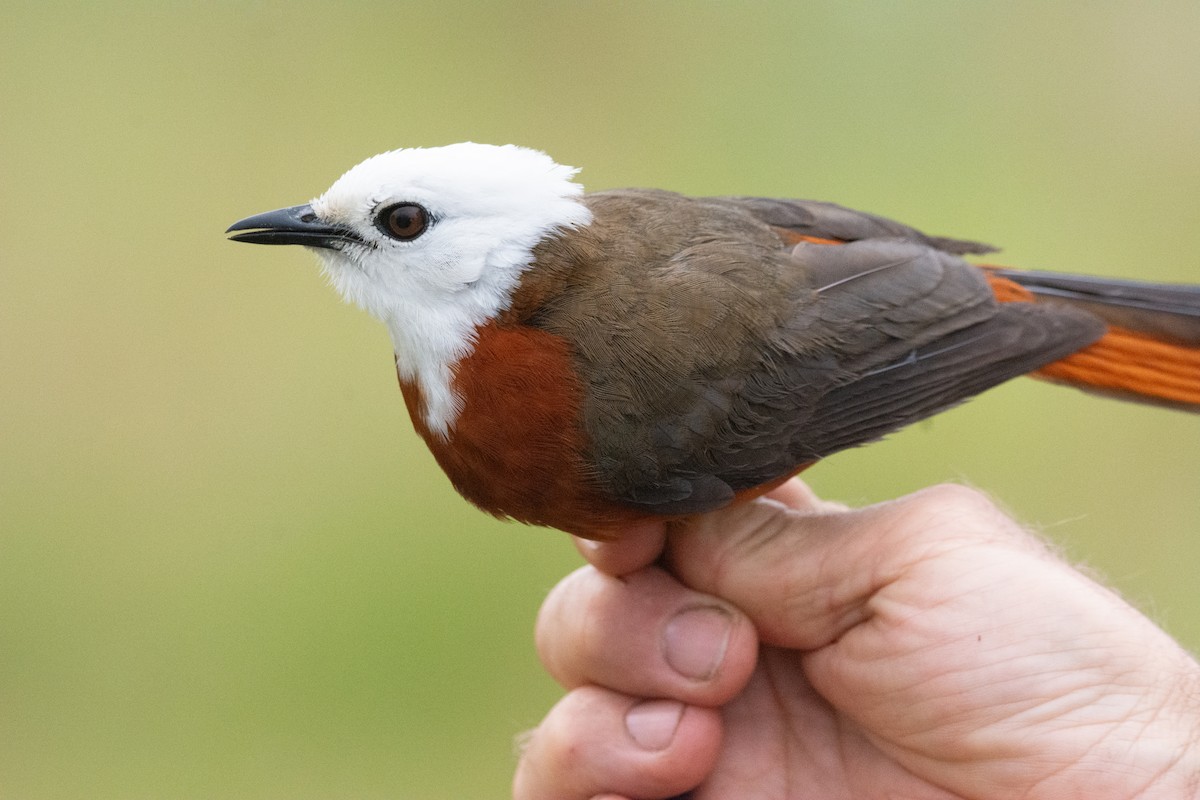 White-headed Robin-Chat - ML630685173