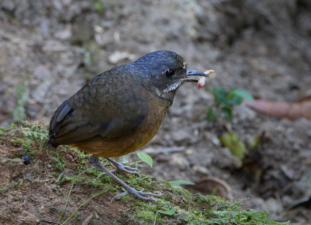 Moustached Antpitta - ML630685245