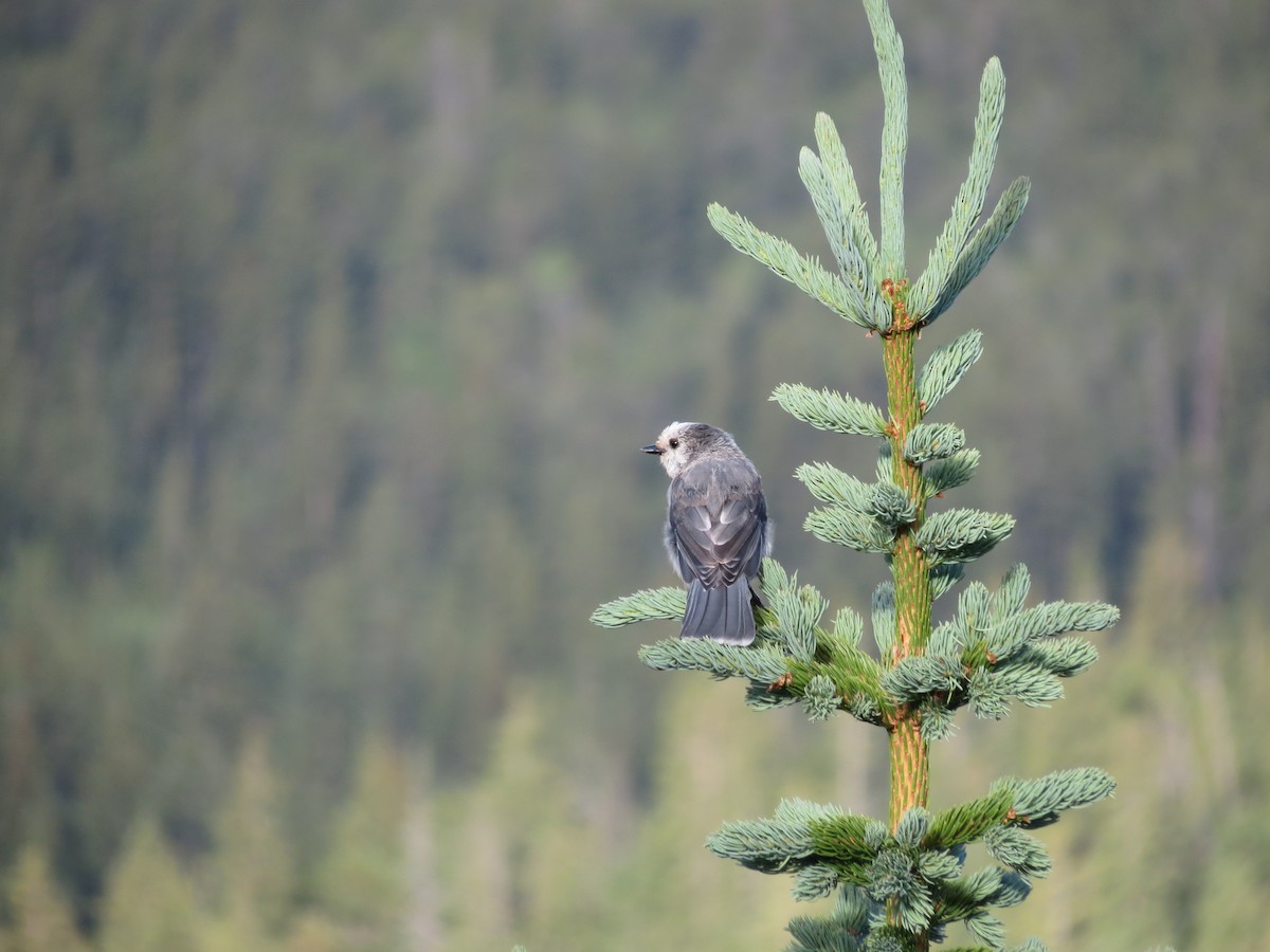 Canada Jay - ML630685304