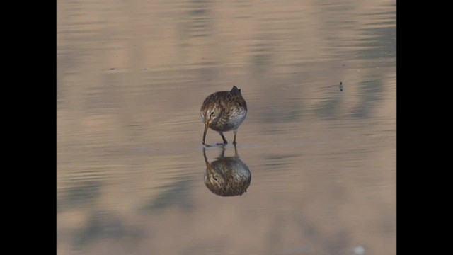 Pectoral Sandpiper - ML630685327