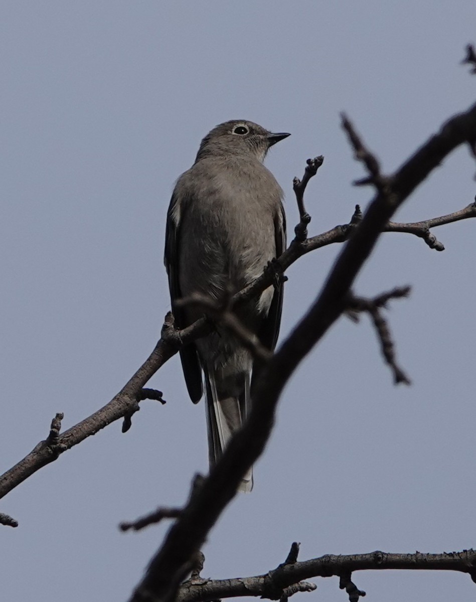 Townsend's Solitaire - ML630685741