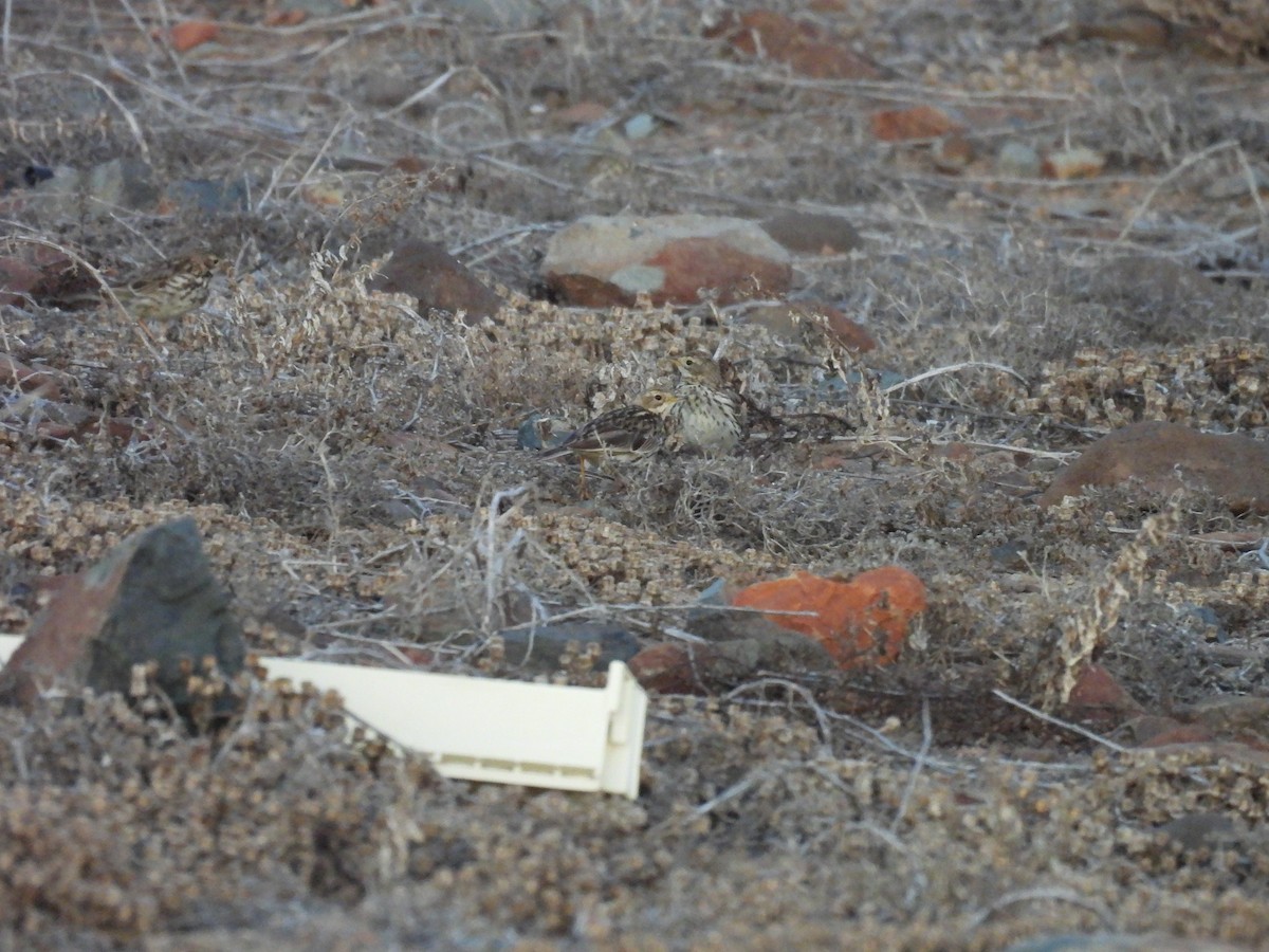 Red-throated Pipit - ML630685801
