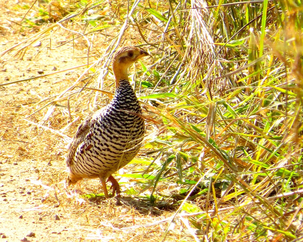 Coqui Francolin - ML63068581