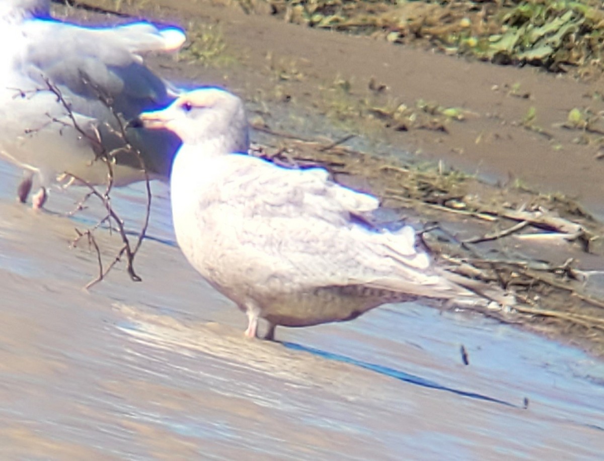American Herring x Glaucous Gull (hybrid) - ML630685893