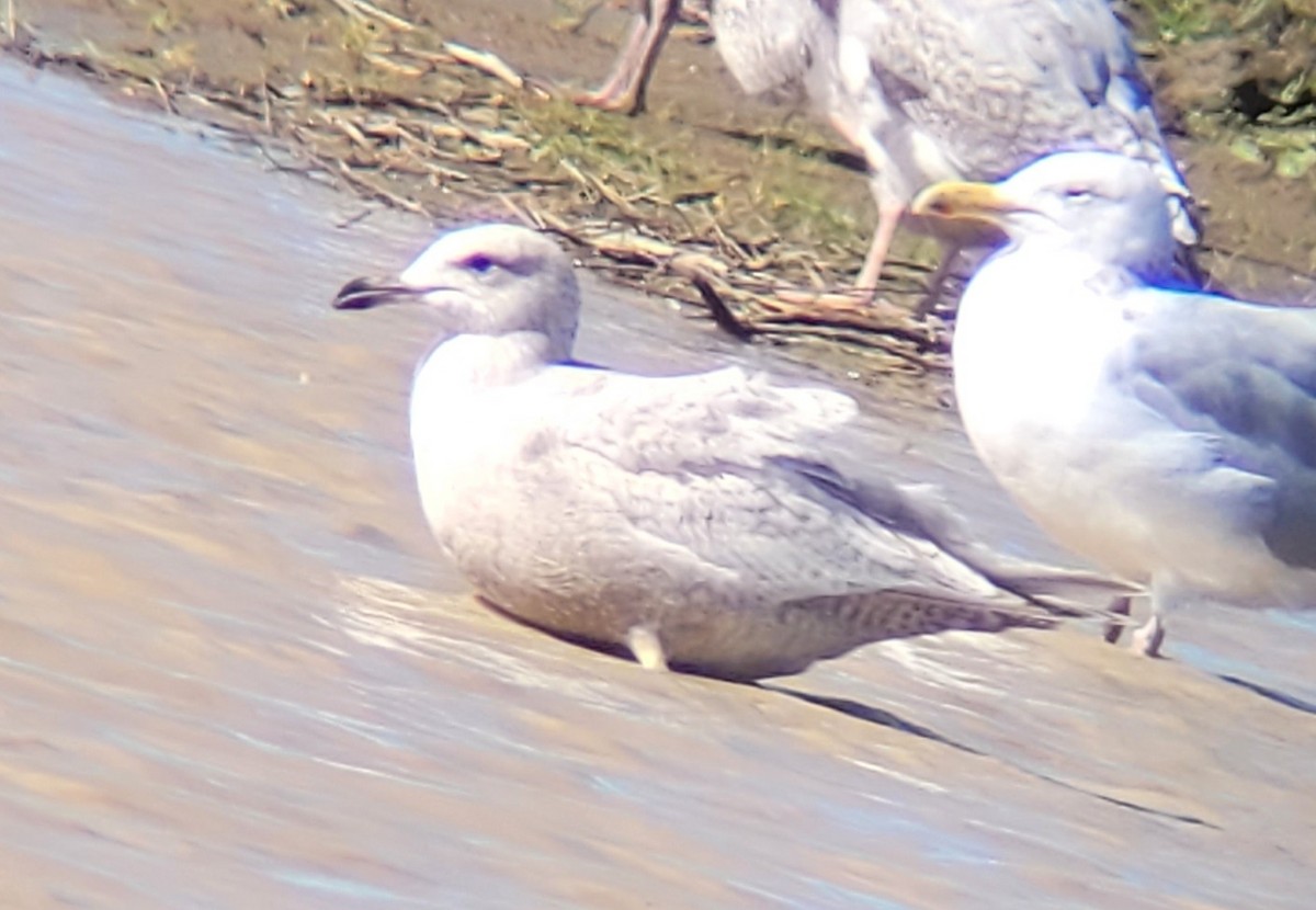American Herring x Glaucous Gull (hybrid) - ML630685894