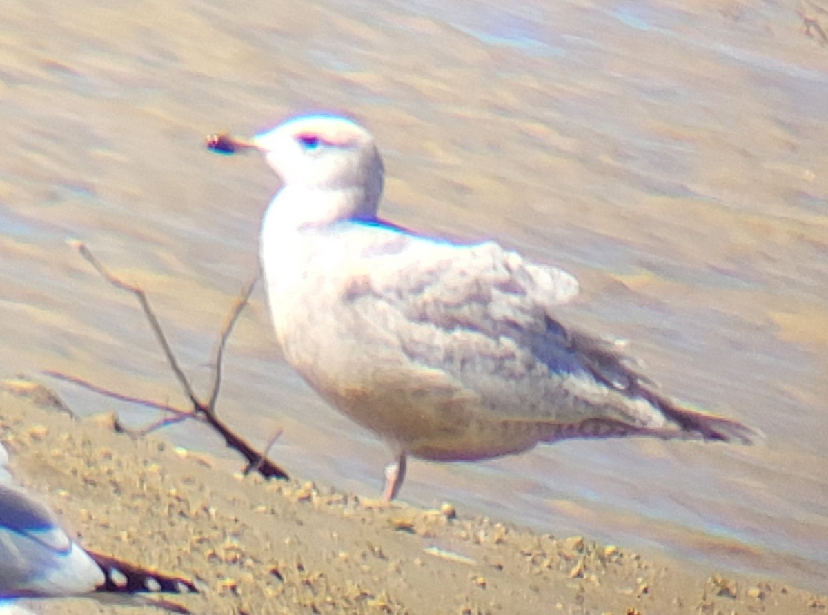 American Herring x Glaucous Gull (hybrid) - ML630685895