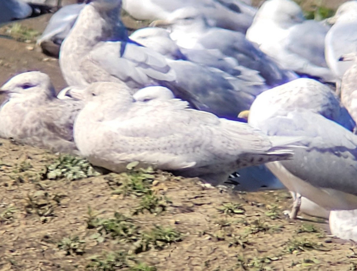 Мөсний цахлай - ML630685904