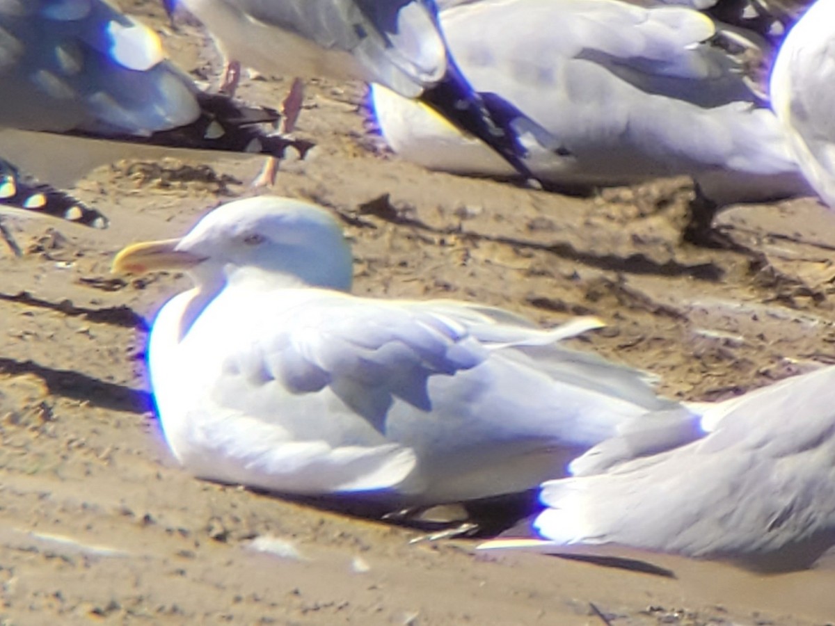 Мөсний цахлай - ML630685905