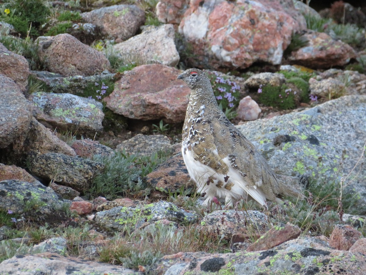 White-tailed Ptarmigan - ML630686160