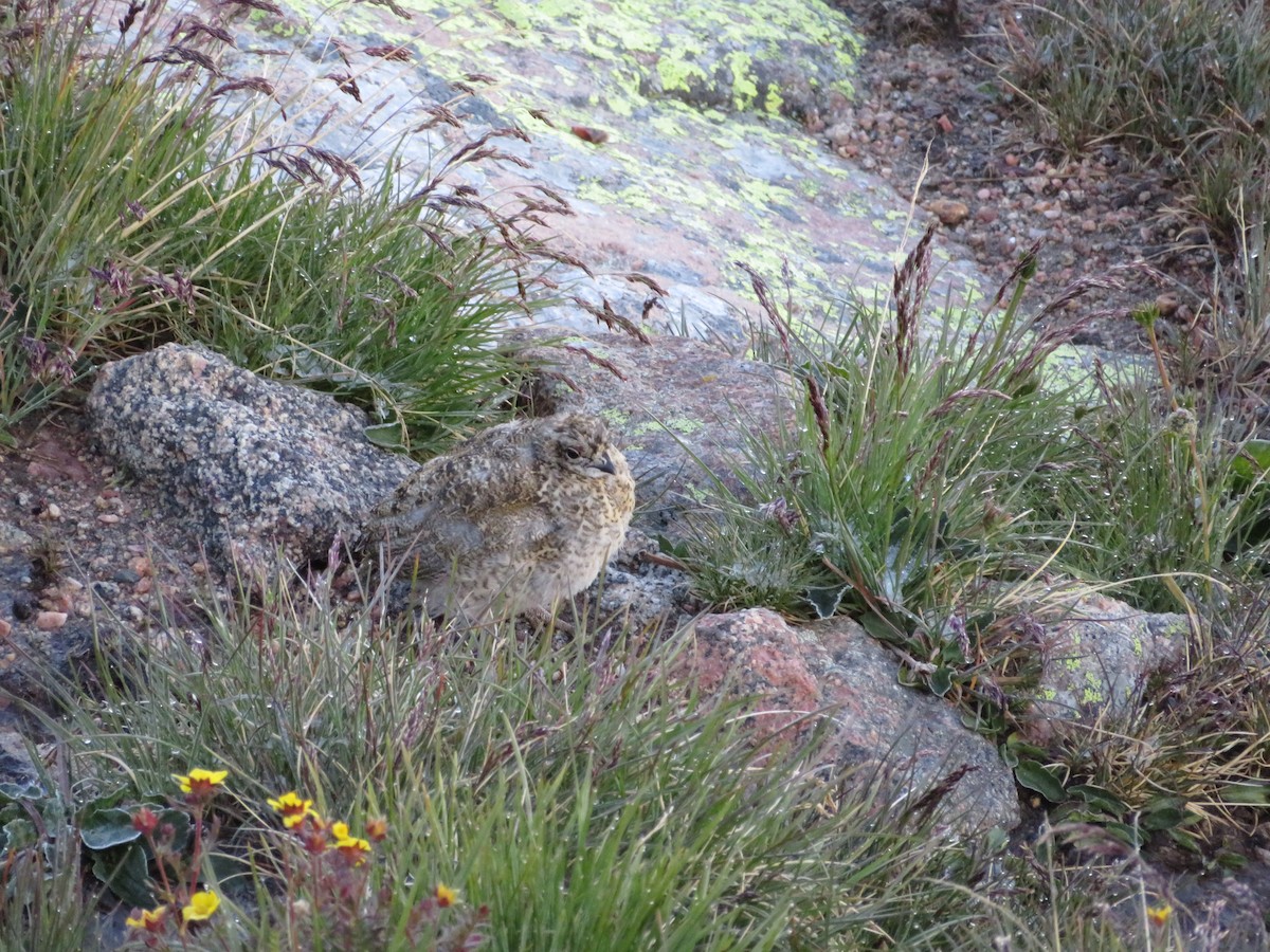 White-tailed Ptarmigan - ML630686161