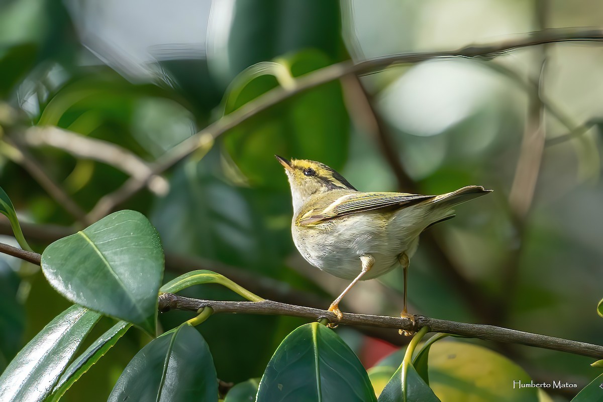 Pallas's Leaf Warbler - ML630686479