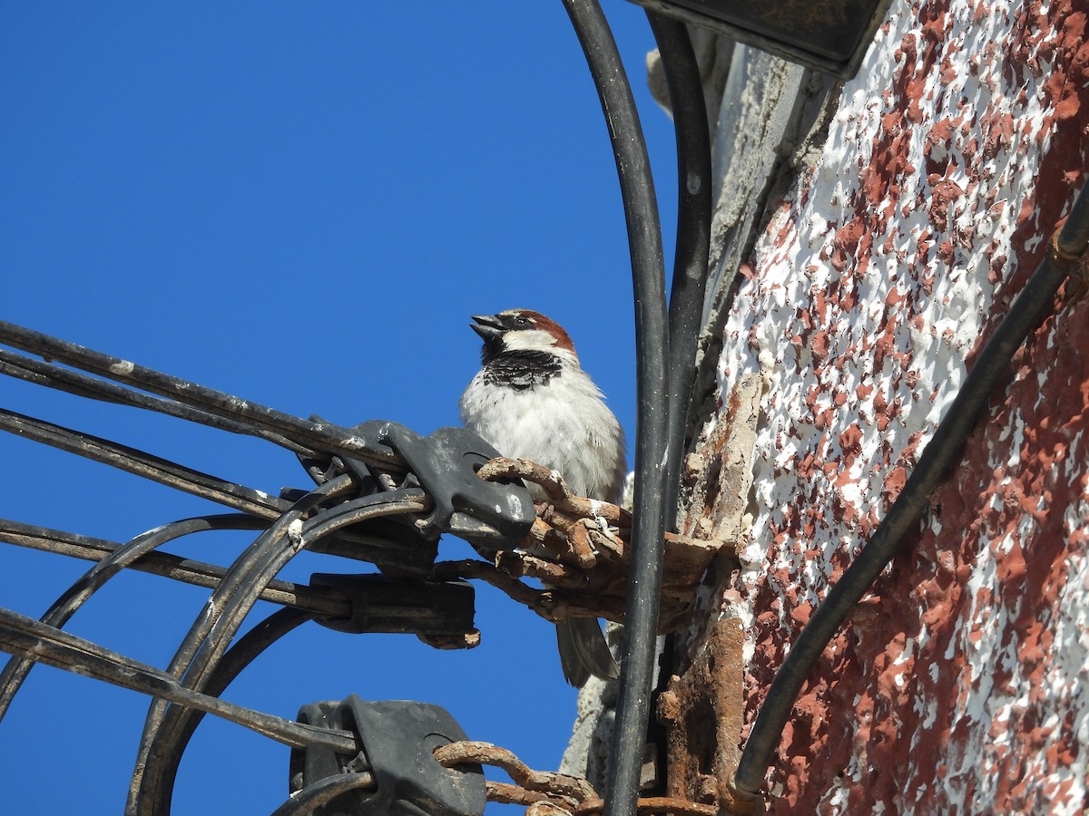 House Sparrow - ML630686661