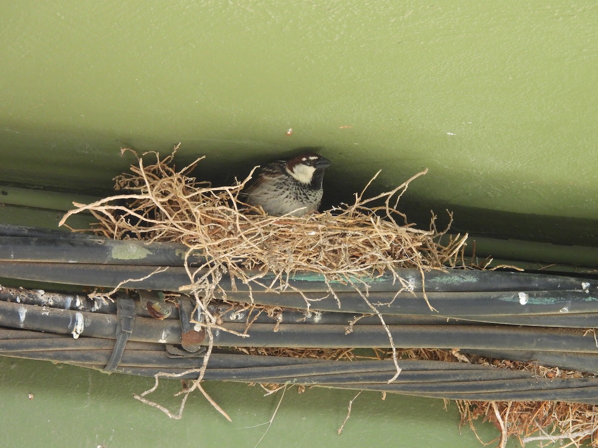 Spanish Sparrow - ML630686682