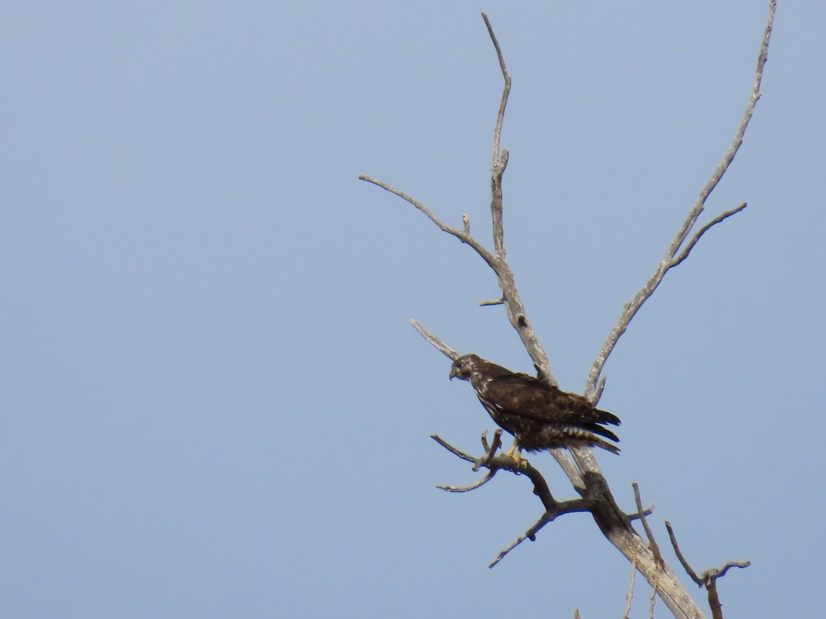 Red-tailed Hawk (Harlan's) - ML630686732