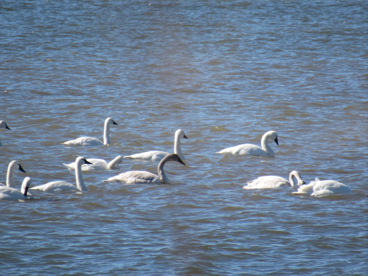 Trumpeter Swan - ML630686823