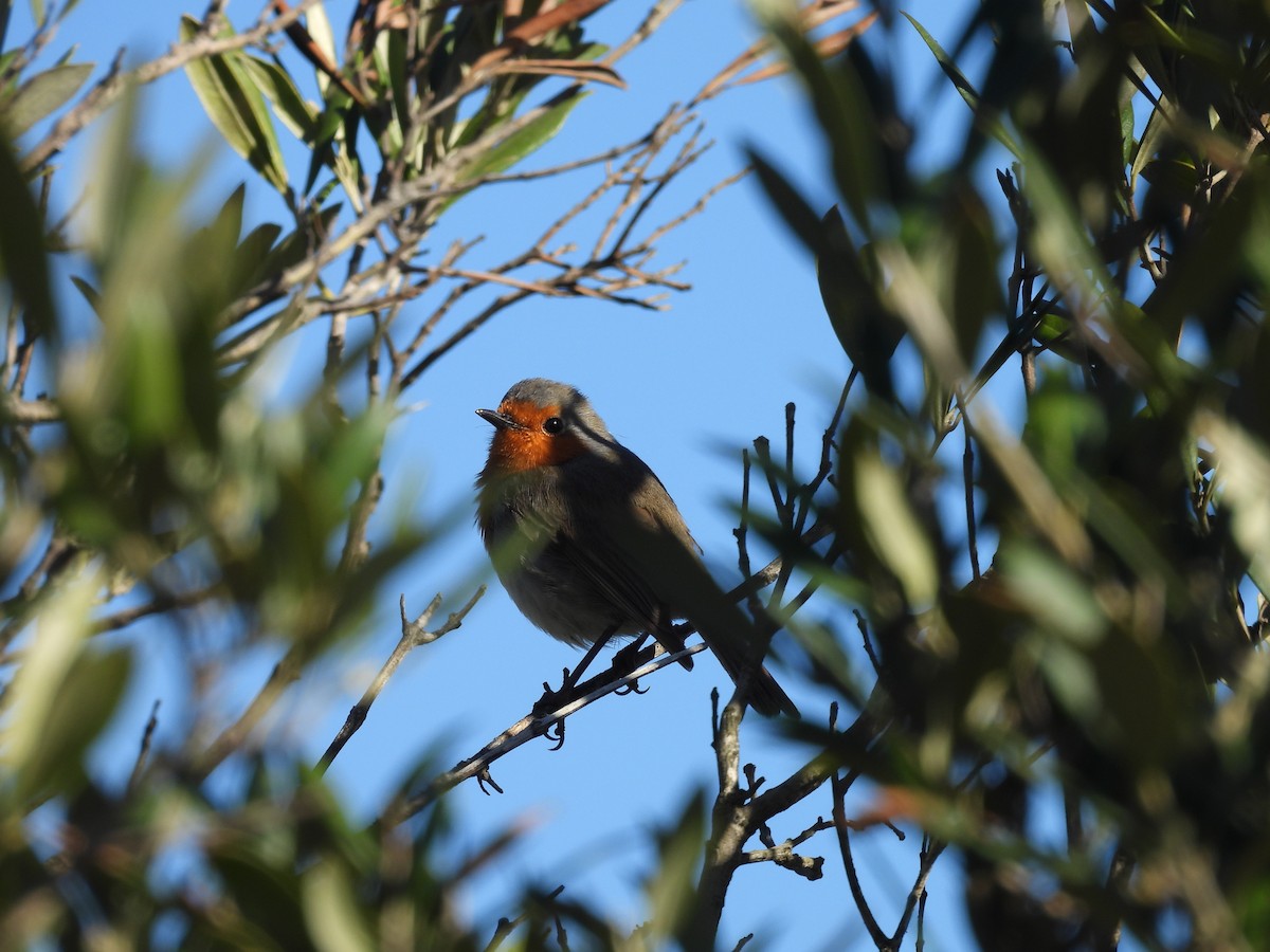 European Robin - ML630686845