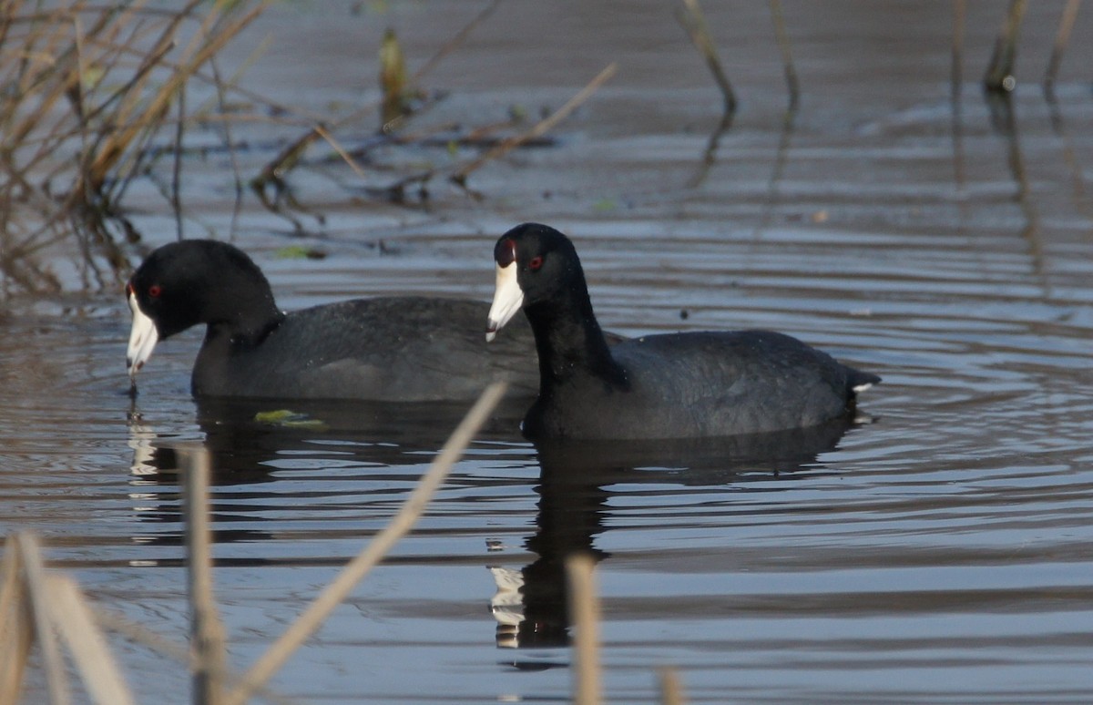 American Coot (Red-shielded) - ML630686974