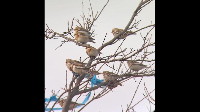 Цасч хөмрөг - ML630687094