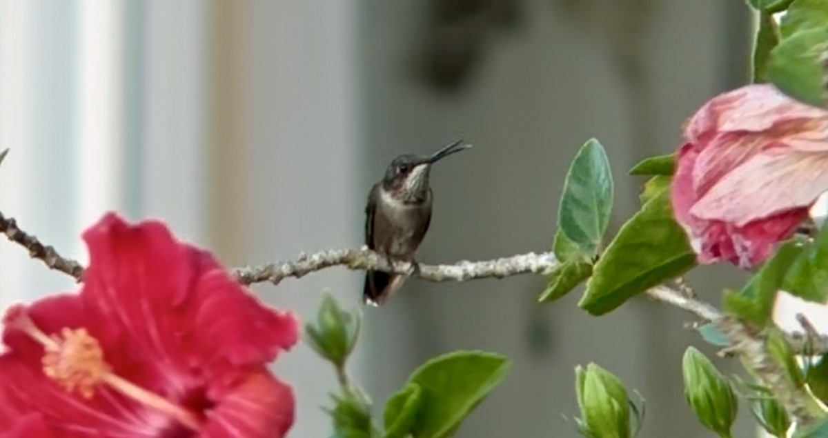 Ruby-throated Hummingbird - ML630687134