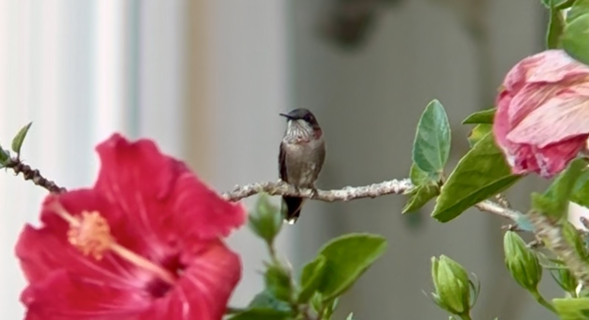 Ruby-throated Hummingbird - ML630687135