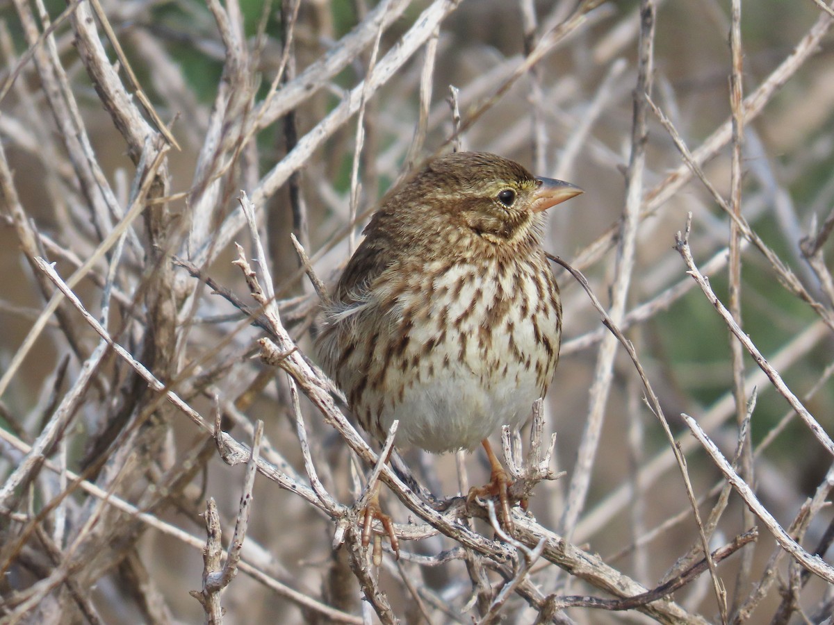 strnadec luční (ssp. rostratus/atratus) - ML630687184