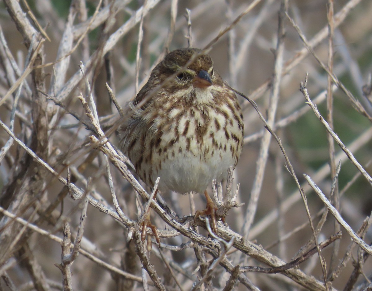 strnadec luční (ssp. rostratus/atratus) - ML630687203