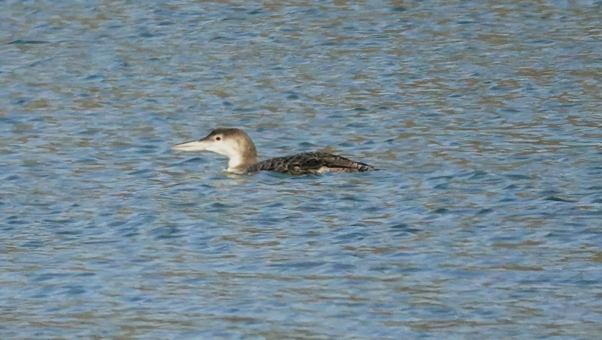 Common Loon - ML630687292