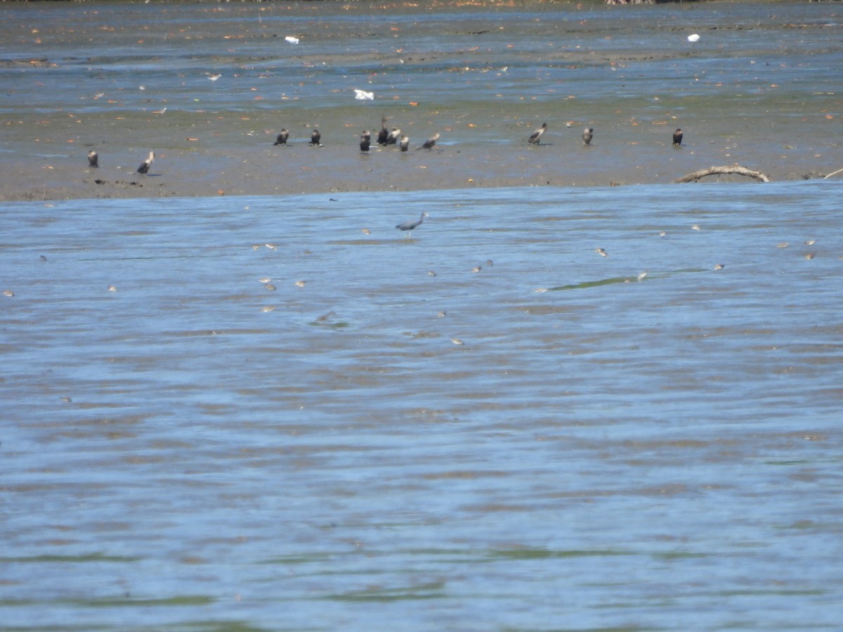 Neotropic Cormorant - ML630687395
