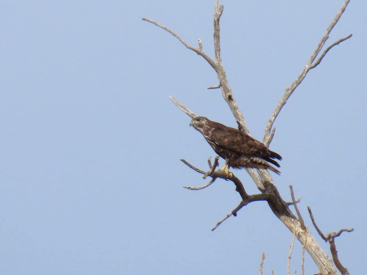 Red-tailed Hawk (Harlan's) - ML630687441