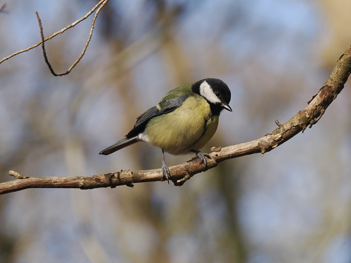 Great Tit (Great) - ML630687916