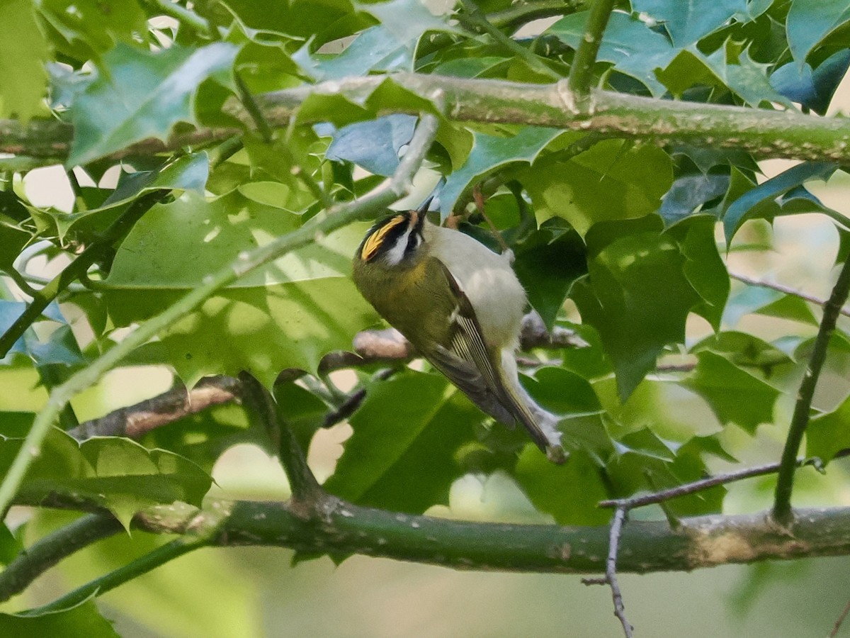 Common Firecrest - ML630687926