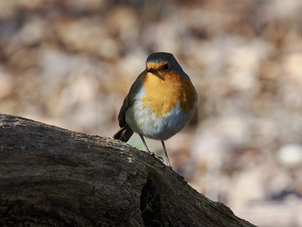 Өрнийн зээрд омруут - ML630687966