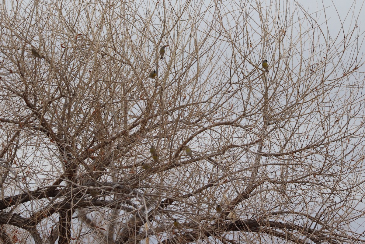 Lawrence's Goldfinch - ML630688249