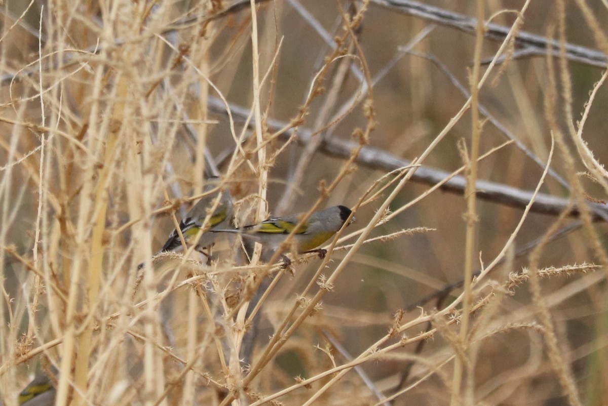 Lawrence's Goldfinch - ML630688250
