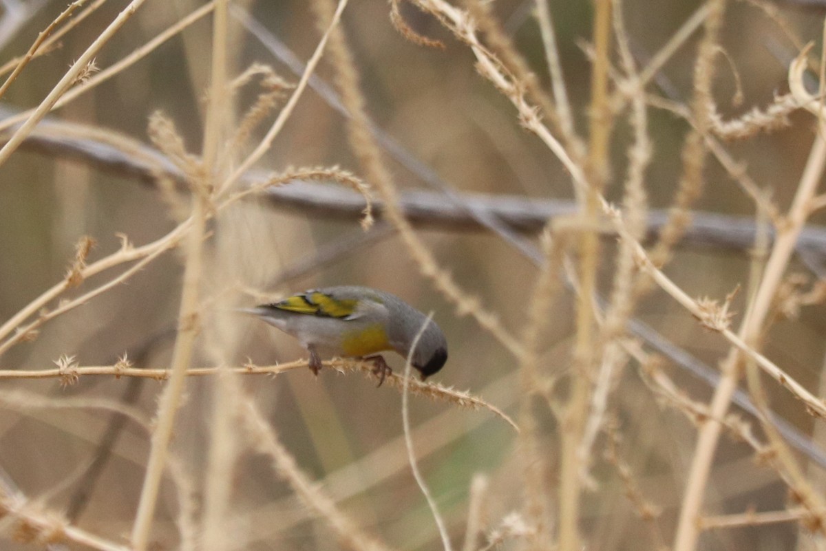 Lawrence's Goldfinch - ML630688251