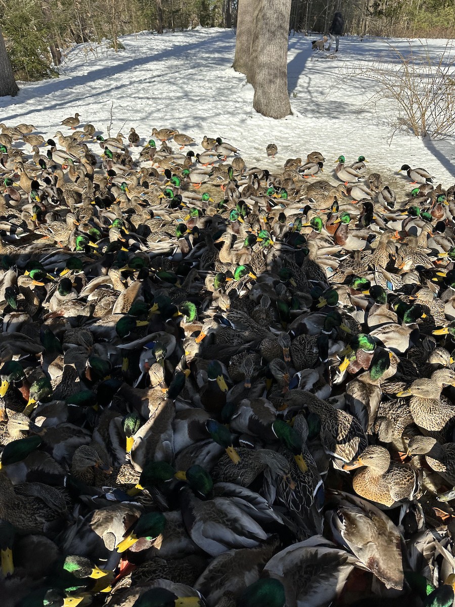 Mallard - ML630688340