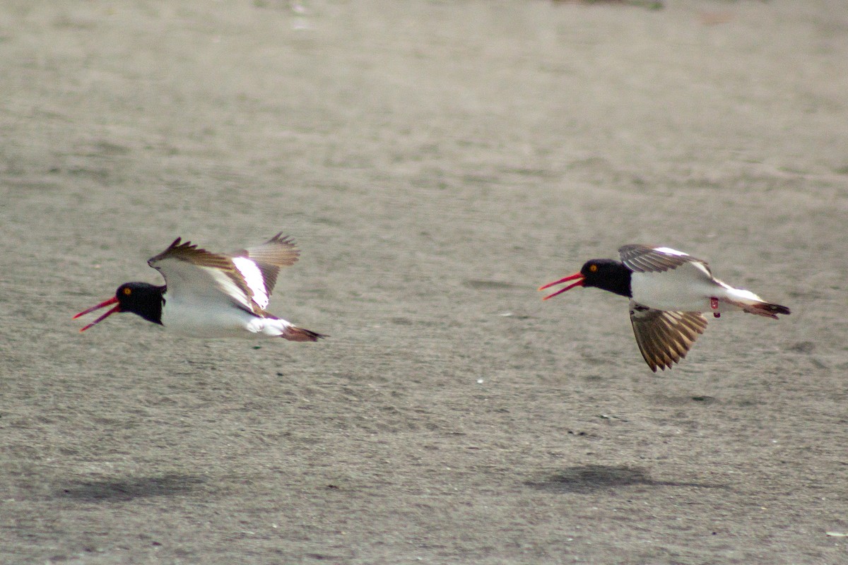 American Oystercatcher - ML630688343