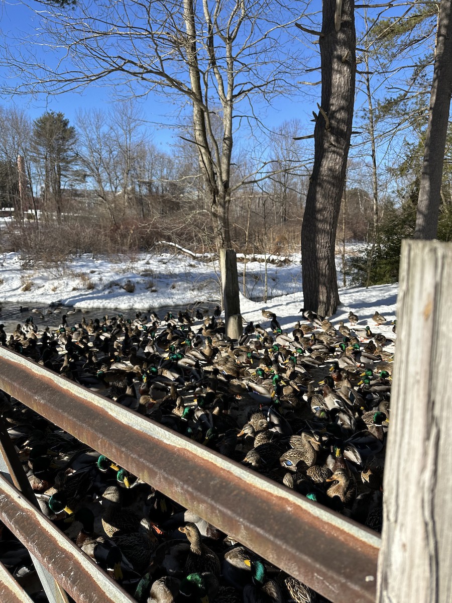 Mallard - ML630688349