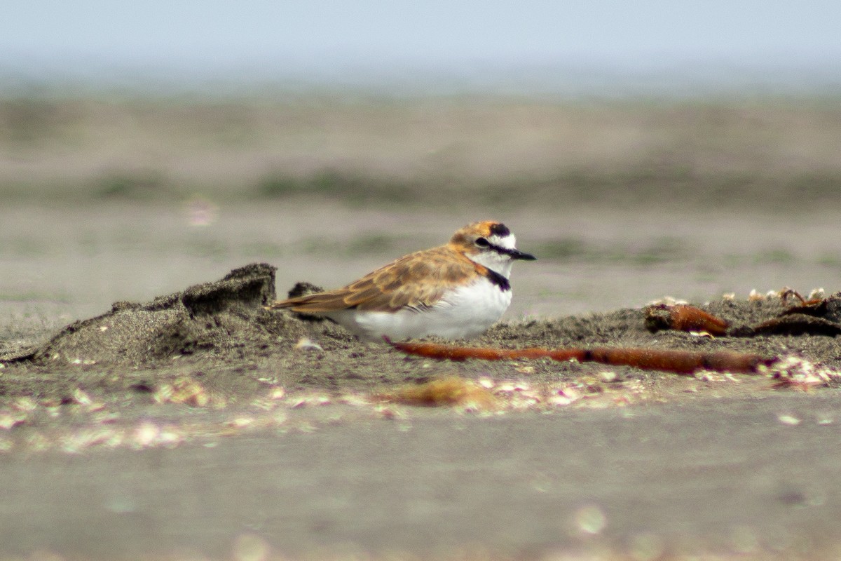Collared Plover - ML630688364