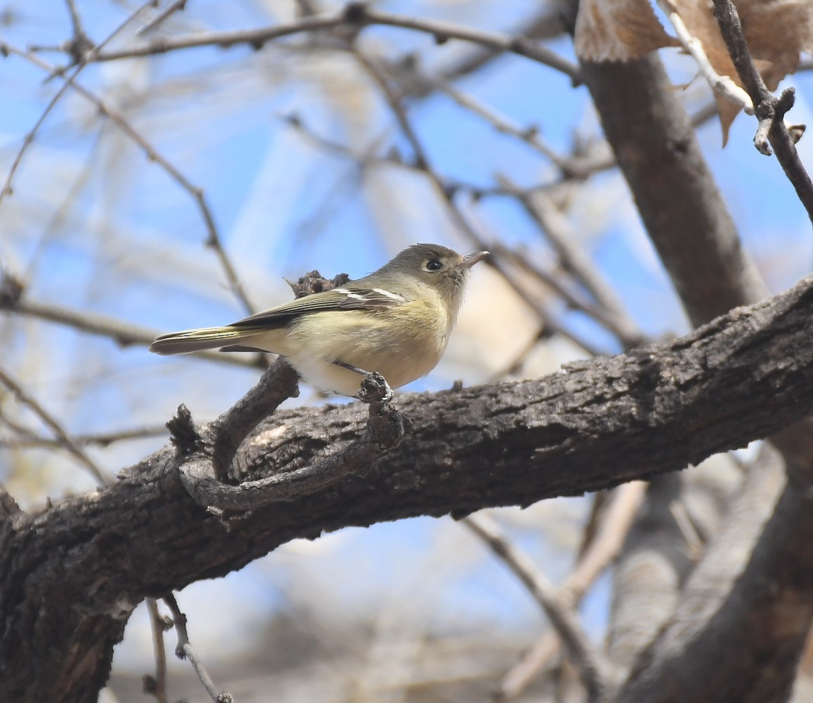 Hutton's Vireo - ML630688391
