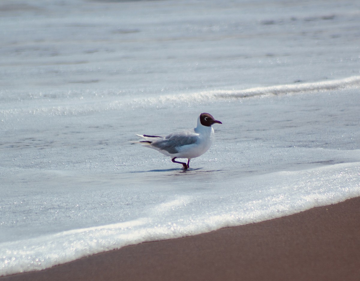 Brown-hooded Gull - ML630688394
