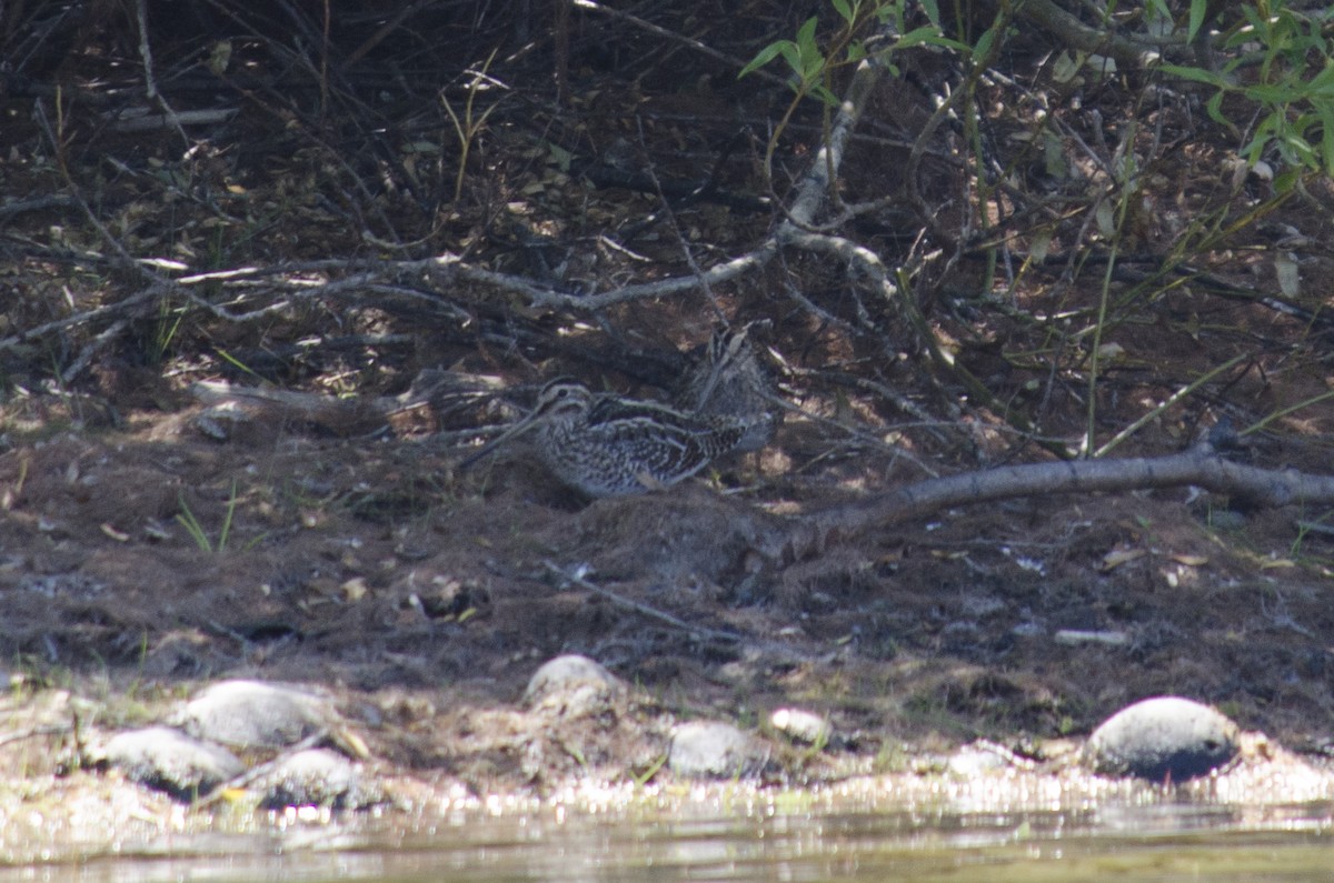Magellanic Snipe - ML630688651