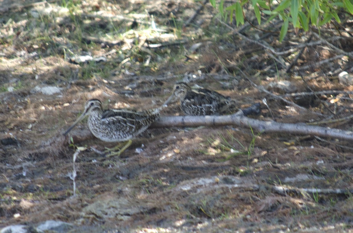 Magellanic Snipe - ML630688652