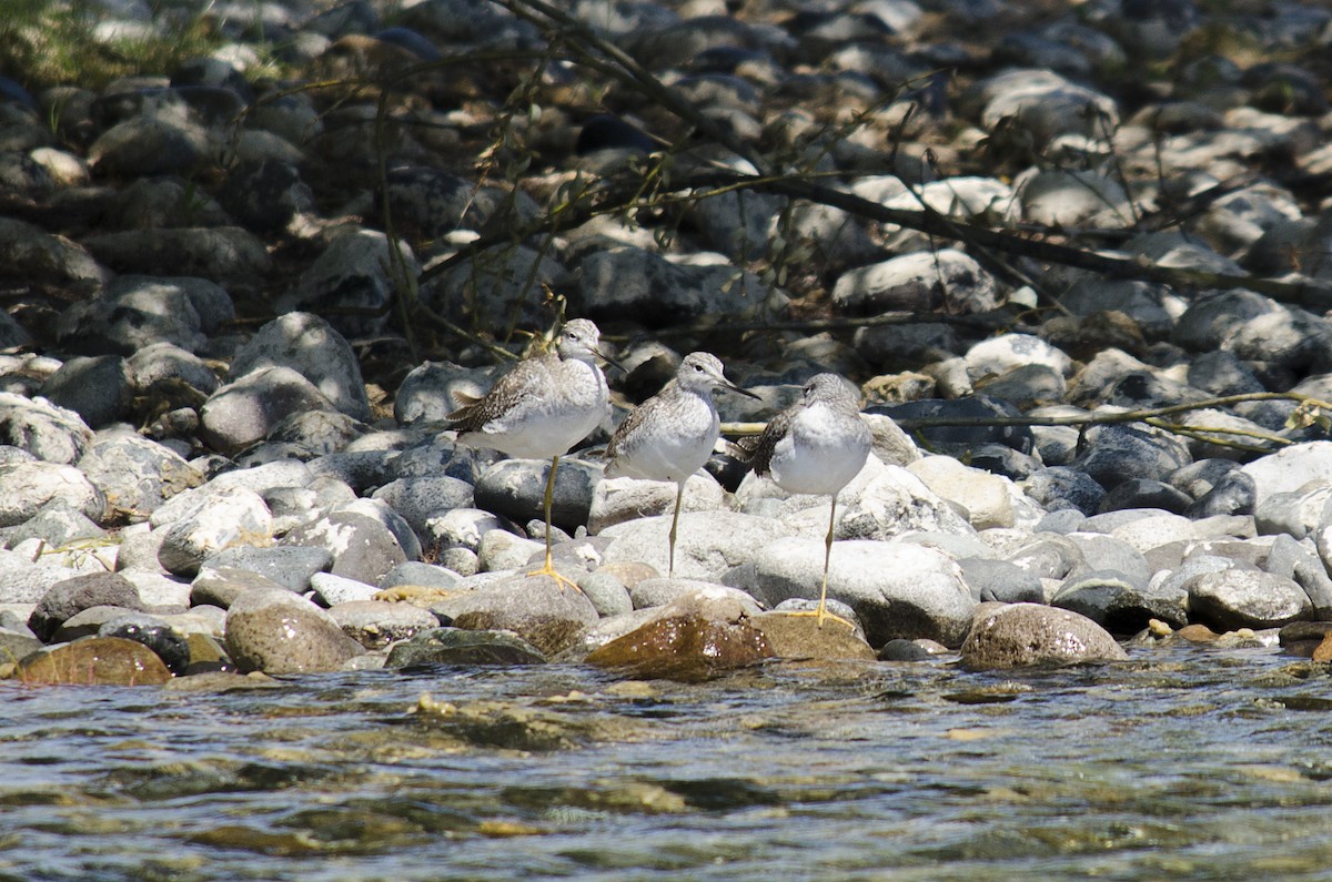 Greater Yellowlegs - ML630688668