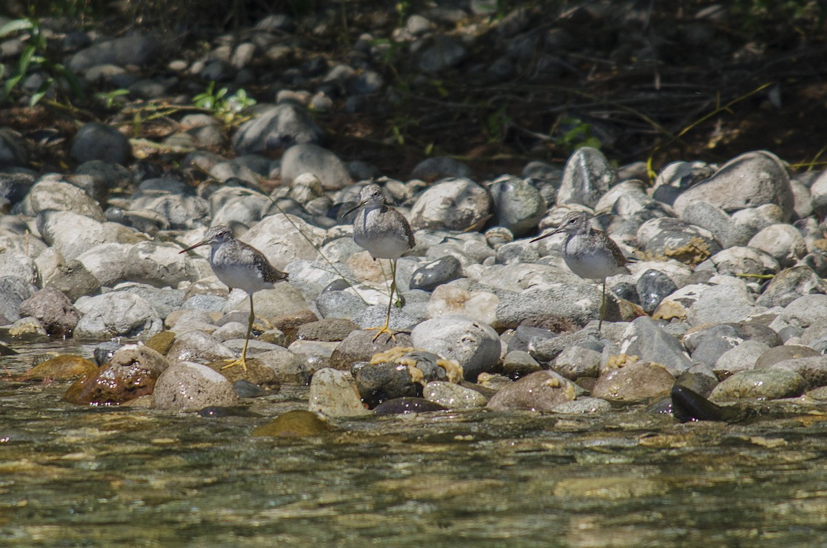 Greater Yellowlegs - ML630688669